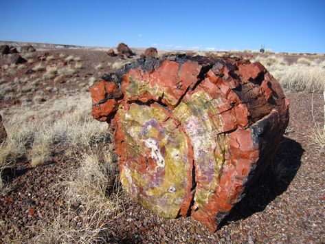 The difference between fossilization and petrification can be a little confusing. Learn what makes something petrified. Petrified Forest National Park, Fossilized Wood, Painted Desert, Rocks And Fossils, Rock Hunting, Petrified Forest, Desert Painting, Wood Wallpaper, Forest Park