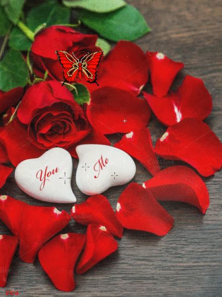 Love Rose Flower, Red Roses Wallpaper, Single Red Rose, Valentines Day Pictures, Red Rose Bouquet, Hearts And Roses, Beautiful Love Pictures, Rose Photos, Beautiful Rose Flowers