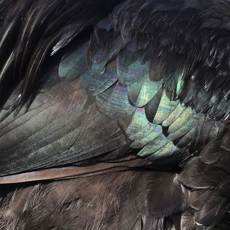 Wing Feathers, Aesthetic Wings, Black Wing Aesthetic, Blue Rogue Aesthetic, Clipped Wings, Wing Aesthetic, Creature Aesthetic, Wings Aesthetic, Wings Aesthetics