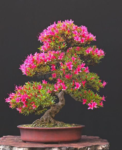 Photo Zen, Bonsai Azalea, Azalea Bonsai, Buy Bonsai Tree, Flowering Bonsai, Bougainvillea Bonsai, Flowering Bonsai Tree, Judas Tree, Japanese Bonsai Tree