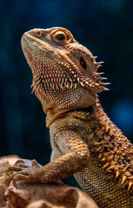 Terrarium Pets, Beard Dragon, Funny Animals Pics, Animal Pics Funny, Bearded Dragon Terrarium Ideas, Pets Painting, Dragon Terrarium, Bearded Dragon Funny, Dragon Pet