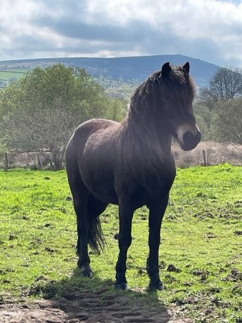 Dartmoor Aesthetic, British Spotted Pony, Ponies For Sale, Dartmoor Pony, Indian Springfield Dark Horse, Welsh Pony, Maggie Stiefvater, Pony Breeds, Going Gray