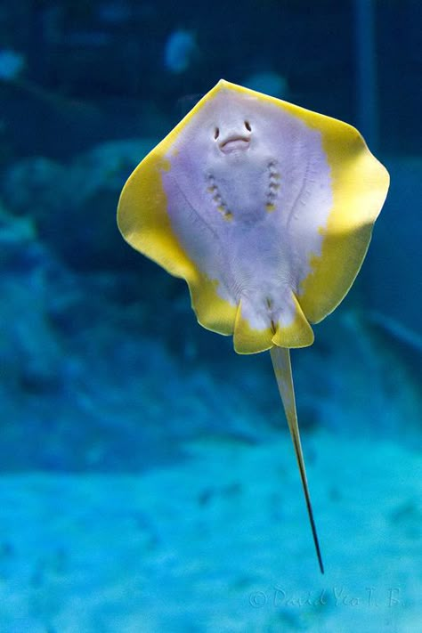 . Baby Stingray, Fauna Marina, Life Under The Sea, Water Creatures, Beautiful Sea Creatures, Water Animals, Underwater Creatures, Underwater Life, Water World