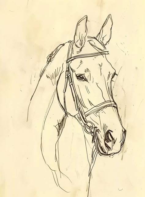 Man With Horse Drawing, Horse Head Line Art, Horse Rearing Drawing, Horse Face Sketch, Horse Sketch Easy, Horse Head Sketch, Horses Sketch, Horse Face Drawing, Horse Sketch Art