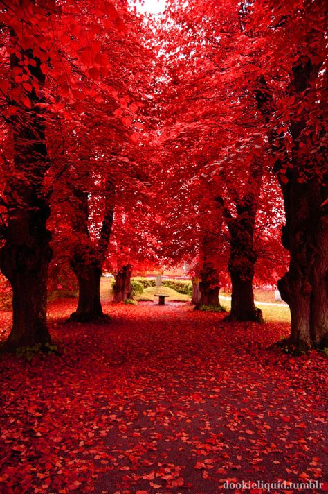 Leaves On The Ground, Red Trees, Red Tree, Autumn Scenery, Autumn Beauty, Beautiful Photos Of Nature, Alam Yang Indah, Fall Photos, On The Ground