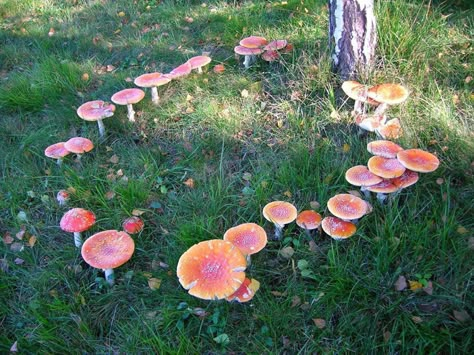 Forever Drawing, Fairy Rings, Fairy Circle, Betula Pendula, Fairy Ring, The Ancient Magus Bride, Mushroom Fairy, Fairy Aesthetic, Fairy Land