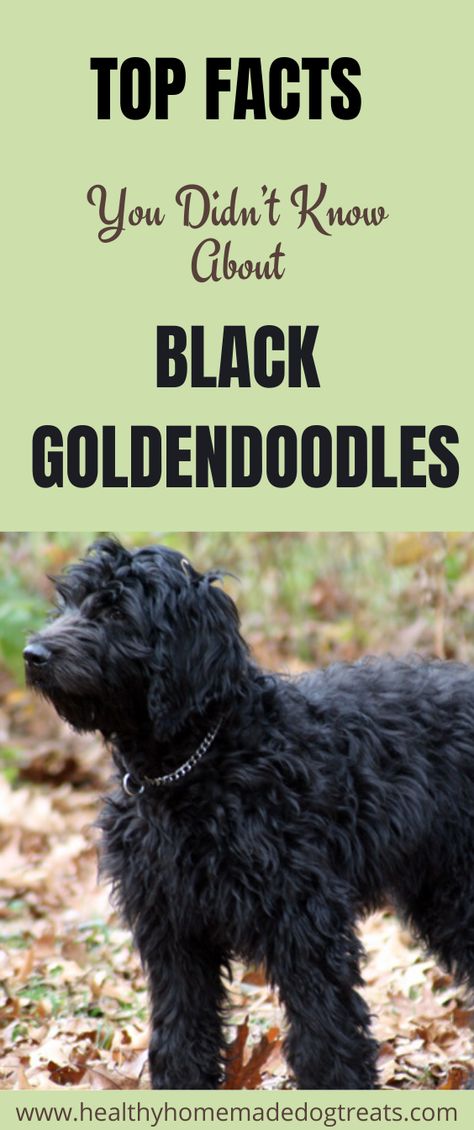 Golden Doodle Mullet Haircut, Black Golden Doodle Haircut, Black Double Doodle Dog, Golden Doodle Mohawk Haircut, Black Doodles Dog, Black Doodle Haircut Styles, Black Goldendoodle Haircuts Teddy Bears, Black Golden Doodle Haircut Styles, Black Goldendoodle Puppy