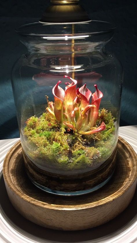 Plant Terrarium Ideas, Plants For Terrariums, Inside House Plants, Best Terrarium Plants, Carnivorous Plants Terrarium, Open Terrariums, Bog Plants, Small Terrarium, Bog Garden