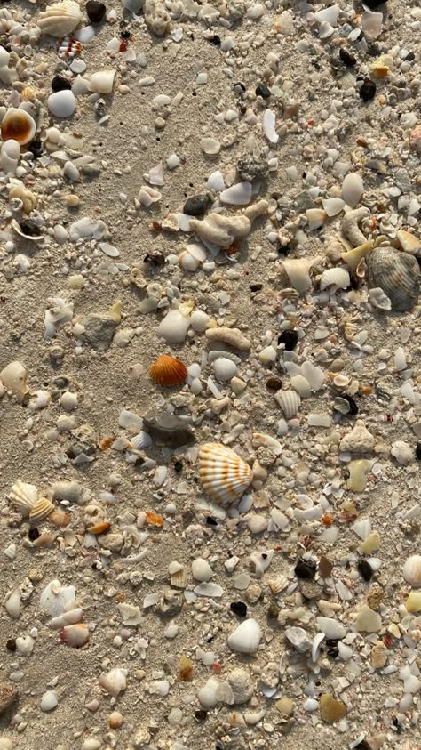 Conchiglie Aesthetic, Kerang Laut Aesthetic, Shells Beach, Beach Instagram Pictures, Sea Photography, Ocean Wallpaper, Shell Beach, Instagram Feed Inspiration, Beautiful Photos Of Nature