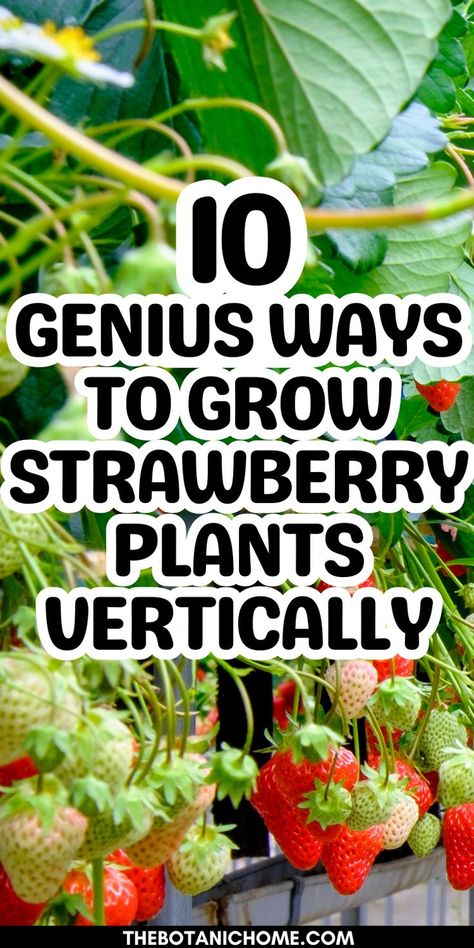 Step-by-step guide on growing strawberries vertically using a strawberry trellis and containers, ideal for small spaces and thriving strawberry beds. Grow Strawberries Vertically, Raised Strawberry Beds, Ways To Grow Strawberries, Strawberry Trellis, Growing Strawberries Vertically, Veggie Garden Design, Growing Strawberries In Containers, How To Grow Strawberries, Types Of Strawberries