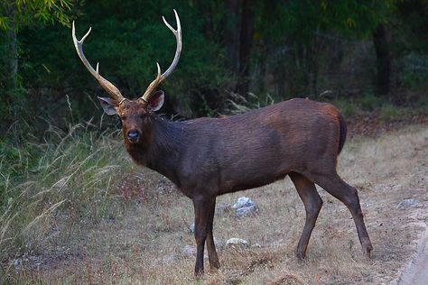 Sambar is Asia's largest deer and weighs 225-320 kg with a shoulder height of 150 cm. Description from thewildliferesorts.com. I searched for this on bing.com/images Sambar Deer, Nature Quotes Adventure, Deer Species, Fallow Deer, Hunting Life, Wild Baby, Cat Pee, Deer Family, Extinct Animals