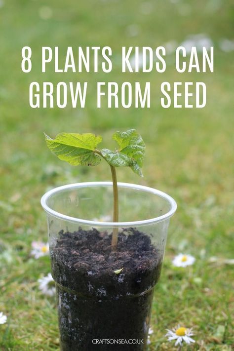 8 Easy Plants Kids Can Grow From Seed #kidsactivities Seed Planting For Kids, Daycare Garden, Seeds Preschool, Preschool Plants, Planting Sunflower Seeds, Teaching Plants, Toddler Vacation, Plants Classroom, Seed Craft