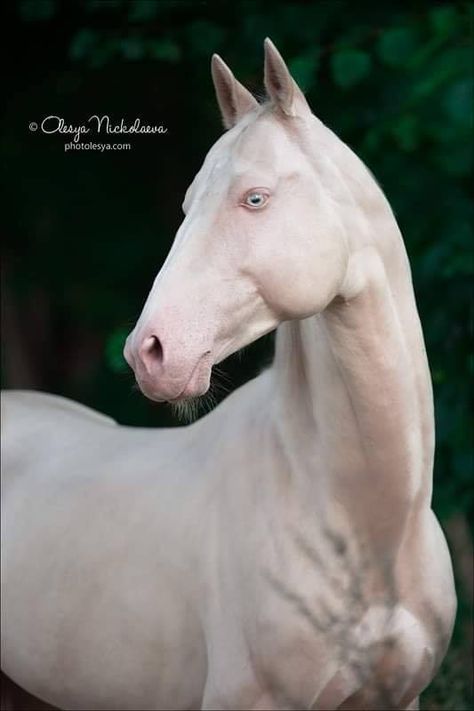 Albino Horse, Ahal Teke, Horse Drawing Reference, Akhal Teke Horses, Horse Art Drawing, Golden Horse, Akhal Teke, All The Pretty Horses, Horse Drawings