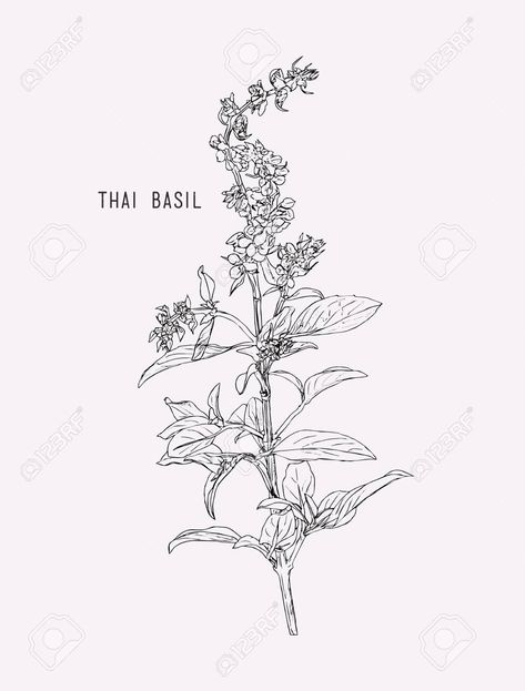 Thai Basil Tattoo, Basil Flower Tattoo, Coriander Tattoo, Basil Leaf Tattoo, Thai Flower Tattoo, Basil Tattoo, Eden Tattoo, Herb Tattoo, Basil Herb