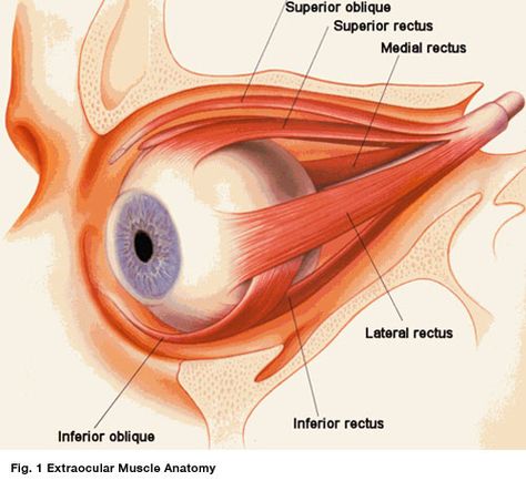 Eyeball Anatomy, Eye Lesson, Optometry Education, Muscle Diagram, Eye Anatomy, Human Body Anatomy, Muscle Anatomy, Medical Anatomy, Body Anatomy