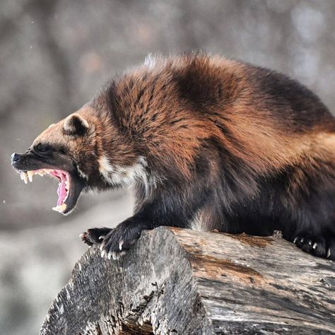 ollow @everything_for_animals_life Wolverine Animal, North American Animals, The Wolverine, American Animals, Honey Badger, Pretty Animals, Animal Wallpaper, Animal Tattoos, An Animal