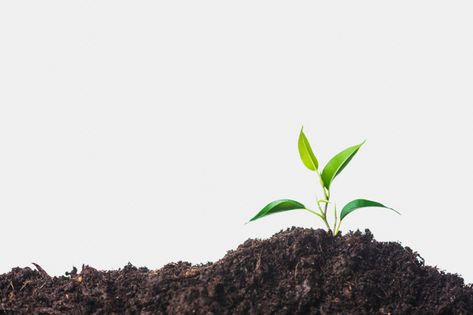 Free Photo | Growing plant on soil against white background Smart Farm, Thanksgiving Background, Earth Month, Nature Logo Design, Tropical Background, Spring Background, Plains Background, New Background Images, Urban Nature