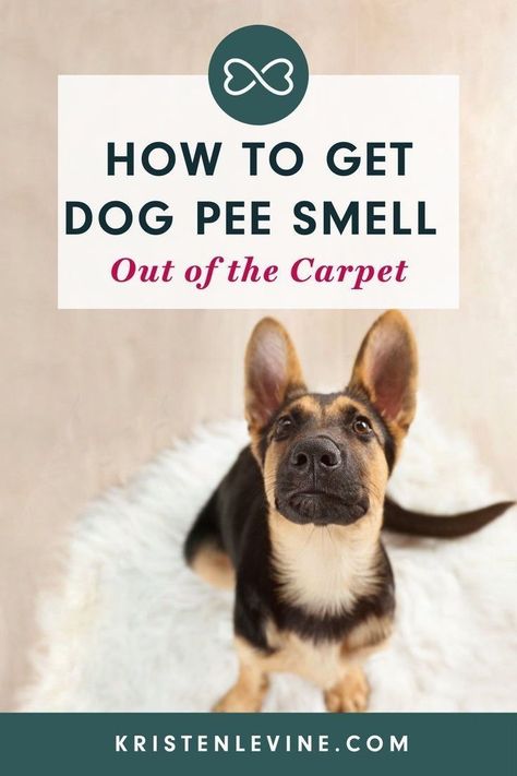 Pee Smell Out Of Carpet, Cleaning Dog Pee, Diy Rug Painting, Rug Sewing, New Puppy Tips, Pet Urine Smell, Dog Pee Smell, Rug Painting, Pee Stains