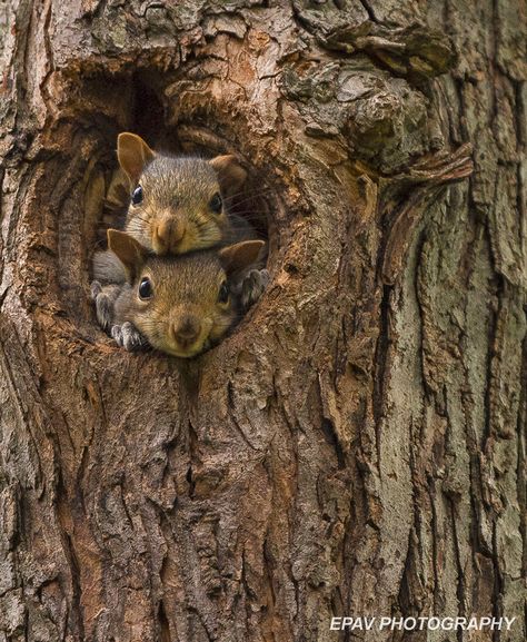 An introduction to the sharing of dreys by squirrels. Squirrel Nest, Images Of Squirrels, Autumn Illustration, Red Squirrel, Needle Felt, Squirrels, Koala Bear, Forest Animals, Cuteness Overload