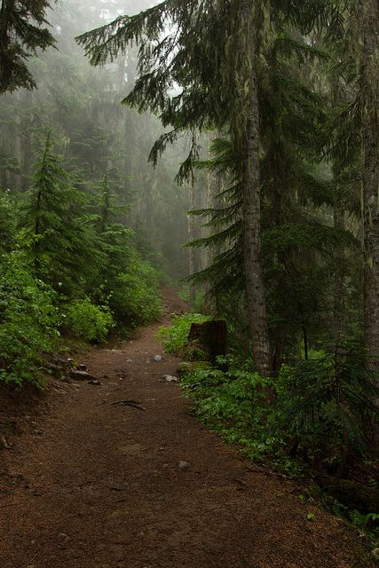 Dark Naturalism, Theme Nature, A Walk In The Woods, Forest Path, Walk In The Woods, Alam Yang Indah, Into The Woods, Nature Aesthetic, Pretty Places