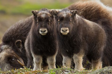 Palmer Alaska, Musk Ox, Strange Animals, Highland Cattle, Nature Photographer, Weird Animals, Zoology, Animals Of The World, Animals Images