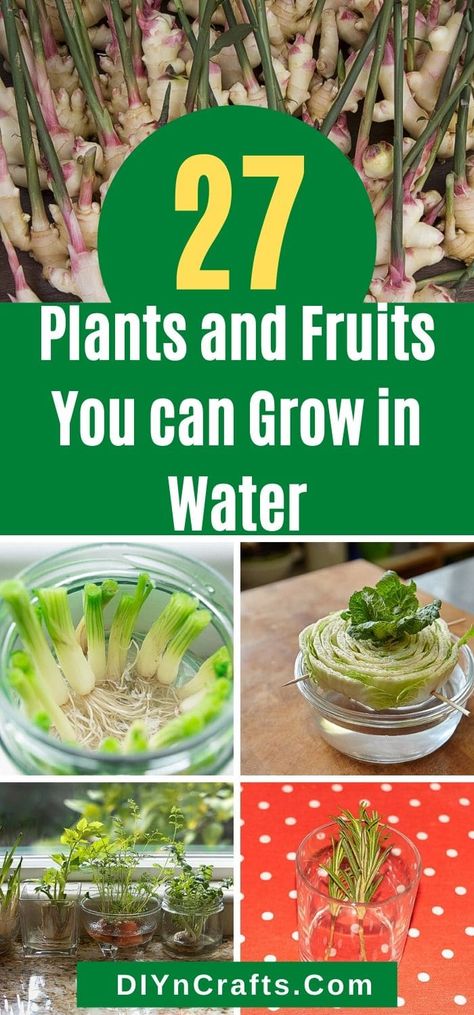 Propagate Herbs In Water, Propagating Vegetables In Water, Regrow Plants From Cuttings, What Plants Grow In Water, How To Propagate Vegetables, Vegetables That Grow In Water, Plants That Like Water, Vegetable Growing Hacks, Grow Mint In Water