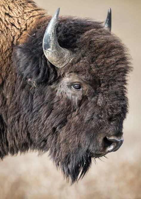 A photograph of a bull bison roaming Grand Teton National Park. I offer giclee prints in three options: lustre prints, high gloss on metal, and canvas stretched on 1.5" bars back stapled. Photographed by Savannah Rose Wildlife. Bison Anatomy, Bison Reference, Bison In Snow, Bison Pictures, Bison Photography, Bison Photo, Bison Print, Buffalo Painting, Buffalo Animal