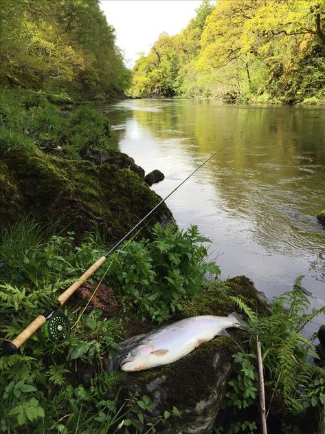 "6lb Escapee rainbow trout caught on River Awe" - Entry by Tom Howard-Vyse River Fishing Aesthetic, Trout Aesthetic, Fishing Trout, Rainbow Trout Fishing, Route 66 Road Trip, Fishing Photography, Fishing Stuff, Fishing Pictures, River Fishing