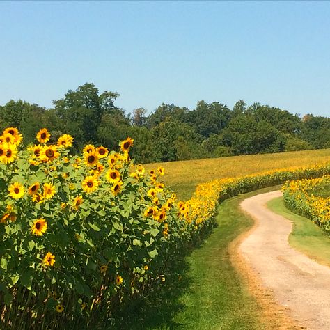 sunflower in maryland Sun Flower Garden Ideas, Sunflowers Crafts, Sun Flower Garden, Sunflower Field Landscape, Sunflowers Landscape, Spring Landscape Photography, Sunflower Meadow, Sunflower Landscape, Garden Sunflowers