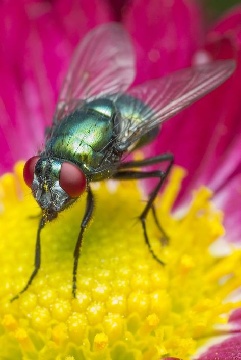 Picture of a fly up close. #insect #macro #fly Fly Close Up, Insect Close Up, Bugs Up Close, Macro Insect Photography, Insect Pictures, Let My People Go, Fly Photography, Macro Photography Insects, Fly Drawing