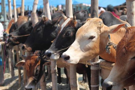 Qurbani Cattle market in Bangladesh. Cow Slaughter, Animal Slaughter, Eid Celebration, Eid Ul Azha, Eid Ul Adha, Madhya Pradesh, Eid Al Adha, Animal Welfare, Locs