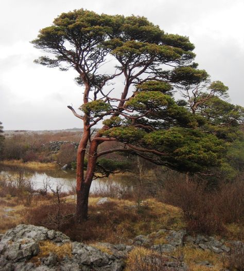 Scots Pine Tree, Fairy Lights In Trees, Scots Pine, Birch Tree Art, Airbrush Art, Evergreen Trees, Pine Forest, Photo Tree, Pine Tree