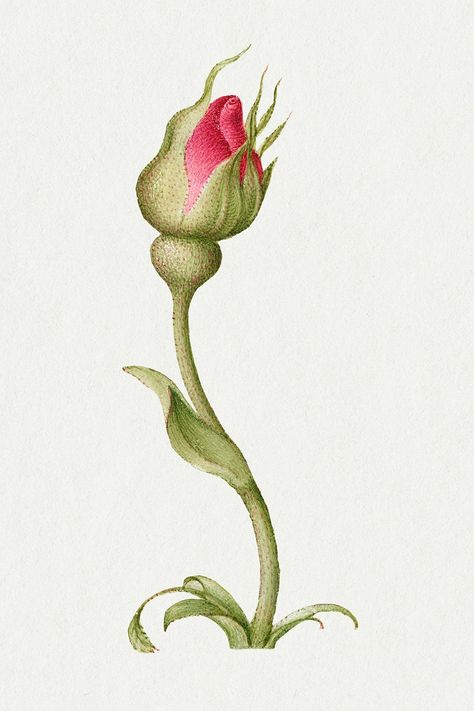 Rose Bud Illustration, Flower Bud Drawing, Rose Bud Drawing, Bud Illustration, Red Rose Illustration, Red Rose Drawing, Rose Botanical Illustration, Bud Flower, Fall Drawings