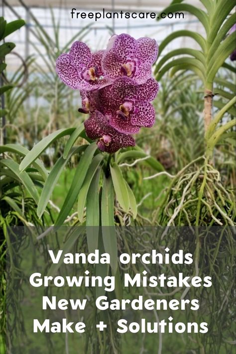 Orchid Propagation, How To Grow Orchids, Caring For Orchids, Gardening In Pots, Ayurvedic Plants, Grow Orchids, Orchids In Water, Indoor Orchids, Orchid Fertilizer