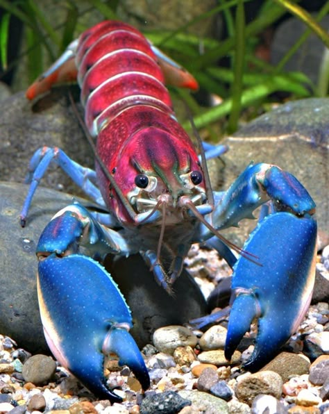 A German scientist recently discovered what is possibly the most beautiful crayfish in the world – Cherax pulcher. This little freshwater cousin of the shrimp and lobster, native to Indonesia, has a vividly colorful shell that looks like a cosmic nebula or a tropical sunset. Fauna Marina, Underwater Animals, Beautiful Sea Creatures, Water Animals, Underwater Creatures, Underwater Life, Aquatic Animals, Rare Animals, Crustaceans