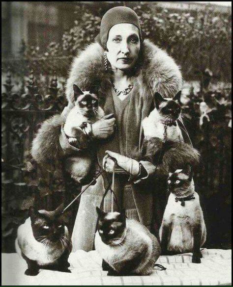 Cat Lady, 1930s People And Cats, Cats Siamese, Vintage Cats, Cat People, Cat Posters, Here Kitty Kitty, Siamese Cats, Kitty Kitty, Vintage Cat