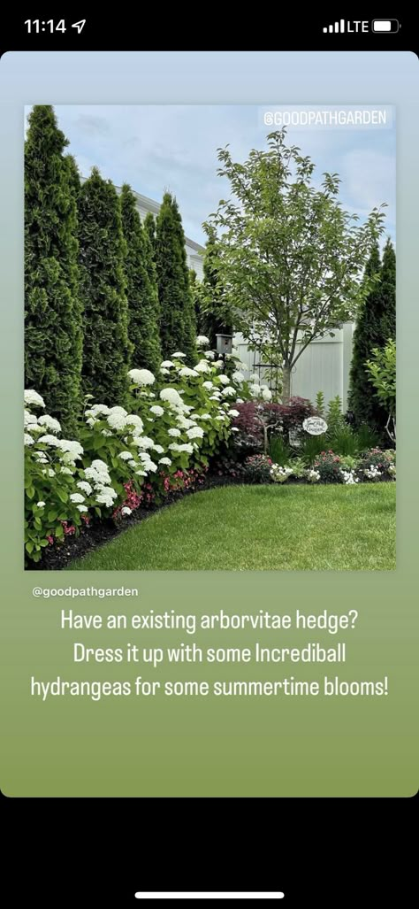 Landscape Arborvitae, Arborvitae And Hydrangea Landscaping, Mulch Bed Ideas, Landscape Side Yard, Arborvitae Landscaping, Gorgeous Landscaping, Cedar Hedge, Corner Landscaping, Privacy Landscaping Backyard