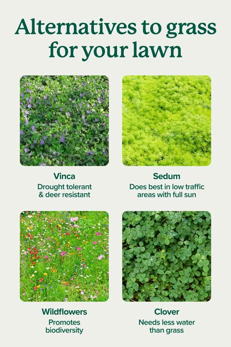 Want to add some variety to your landscape? These plants are great for ground cover:  🌿 Sedum adds texture and interest to your garden. Use it to line garden paths or fill containers. 🪻 Plant vinca to add a pop of periwinkle to your groundcover. 🌼 Wildflowers like coneflowers and daisies add beautiful blooms to areas with low traffic. 🍀 Clover is a popular and hardy alternative to grass for lawns. Hardy Ground Cover Plants, Grass Alternative Backyard, Climate Optimism, Grass Lawn Alternative, Clover Ground Cover, Vinca Ground Cover, Backyard Grass Alternative, Creeping Ground Cover, Grass Alternatives