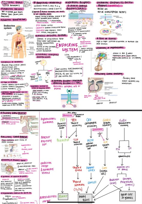 Some of my notes for Anatomy Endocrine System Hormones Notes, The Endocrine System Notes, Blood Anatomy Notes, Reproductive System Nursing Notes, Endocrine System Notes Aesthetic, Hematology Notes, Endocrine System Notes, Anatomy And Physiology Notes Study, Pathophysiology Notes