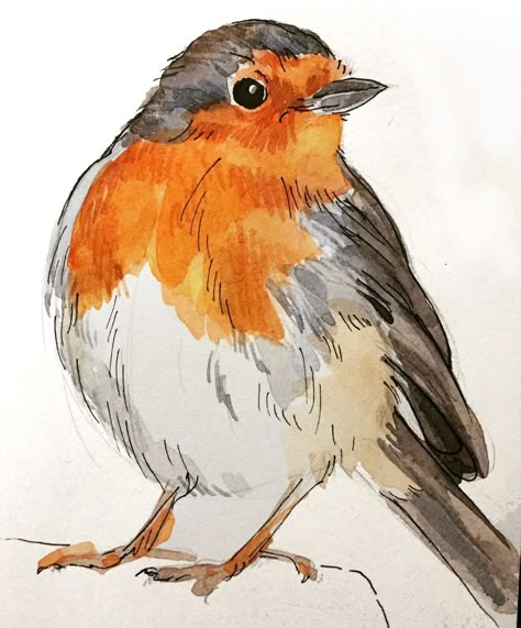 Robin Bird Sketch, Cute Birds Drawing, Robin Bird Drawing, Robin Sketch, Sketches Of Birds, Birds Sketches, Birds Sketch, Robin Drawing, Watercolour Bird