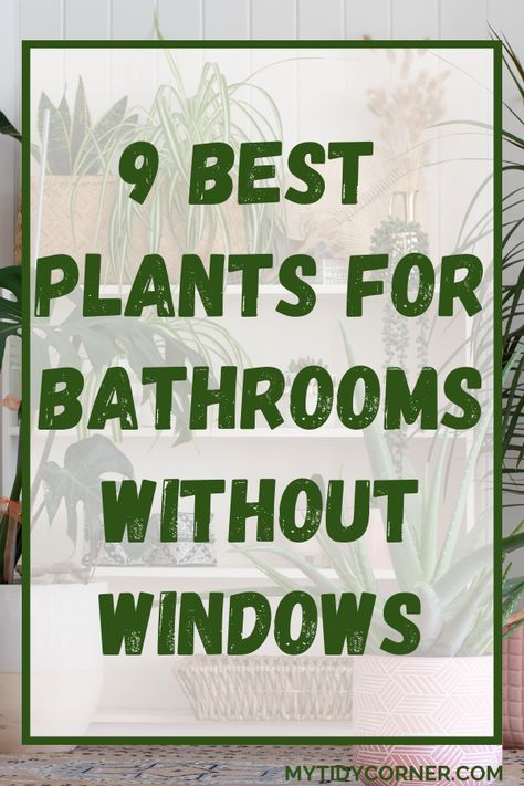 Plants in a bathroom and text overlay about low light plants for a windowless bathroom. Plants For Your Bathroom, Plant Decor Bathroom Small Spaces, Window Plant Organization, Bathroom Decor With No Windows, Flowers For The Bathroom, Plants Good For Bathrooms, Plants In Restroom, Plant Inspired Bathroom, Best Plants For Bathroom With No Window