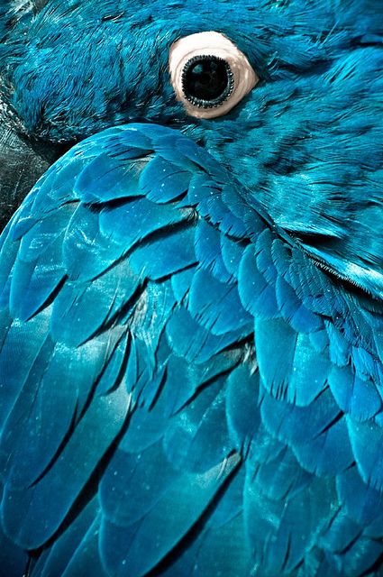 Wowwie!  I got my Flickr page started as 4WesternCivilization Phoenix Mythology, Animal Eyes, Blue Macaw, Birds Photography, Moody Blues, Blue Birds, Exotic Birds, Feeling Blue, Pretty Birds