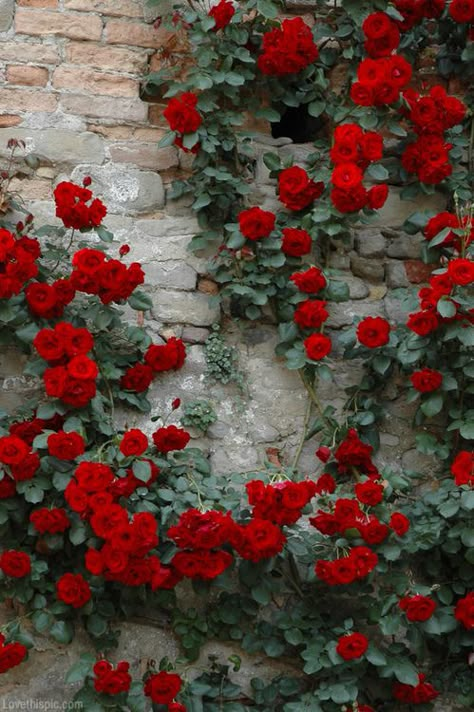 Red rose bush red outdoors nature flowers pretty roses. Climbing the wall bush, maybe pink to go with the cherry tree? Or red? Red Climbing Roses, Rose Belle, Colorful Roses, Climbing Roses, Rose Garden, Dream Garden, Love Flowers, Garden And Yard, Beautiful Roses