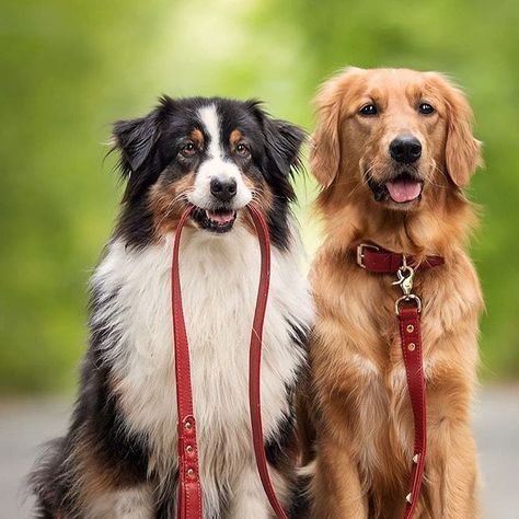 Seeing a golden retriever and an Australian Shepherd in the same picture makes me feel all warm and giddy heheheh 💞 Golden Retriever Australian Shepherd, Chien Golden Retriever, Golden Retriever Mix, Luxury Dog Collars, Collars And Leashes, Australian Shepherd Dogs, Custom Dog Collars, Labrador Retriever Mix, Personalized Dog Collars