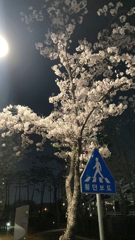 Cherry Blossom Wallpaper, Cocoppa Wallpaper, Nothing But Flowers, Pretty Landscapes, Japan Aesthetic, Iphone Wallpaper Themes, Iphone Wallpaper Tumblr Aesthetic, Photo Couple, Homescreen Wallpaper