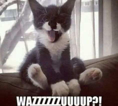 Fun Pics, Silly Cats Pictures, Silly Images, Silly Animals, Silly Pictures, Funny Cute Cats, Silly Cats, Pretty Cats, Cat Pics