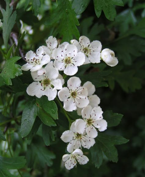 White Hawthorn Blossom | State Symbols USA Hawthorn Tattoo, Hawthorne Flower, State Flowers, Birth Month Flower, Month Flowers, Birth Month Flowers, Birth Flower, Birth Flowers, Flower Tattoos