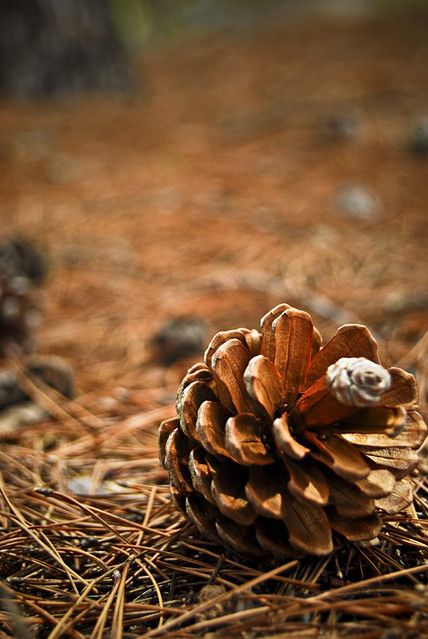 Viking Metal, L Wallpaper, Afrique Art, Airbrush Art, Walk In The Woods, Fall Pictures, Brown Aesthetic, Autumn Aesthetic, Pine Cone