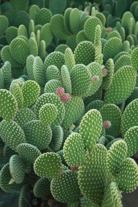 Cactus Aesthetic, Beautiful Cactus, Aesthetic Ideas, Cactus Plants, Cactus, Plants, Flowers, Green, Pink