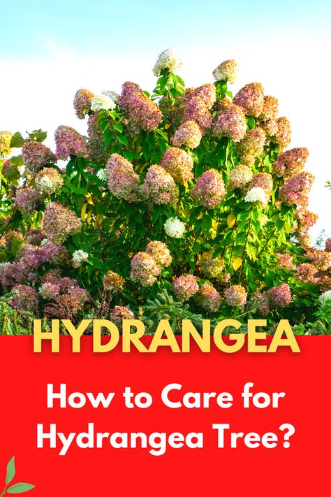 Hydrangea Trees Landscaping, Pruning Hydrangea Tree, Landscaping With Hydrangea Trees, Peegee Hydrangea Tree, Hygrandea Landscaping, Boho Hydrangea Plant, Hydrangea Tree Care, Hydrangea Tree Landscaping, When To Trim Hydrangeas